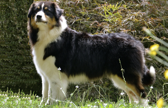 lilly 1115 580 1